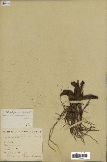 spécimen de Chlorophytum stenopetalum