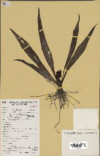 spécimen de Chlorophytum stenopetalum