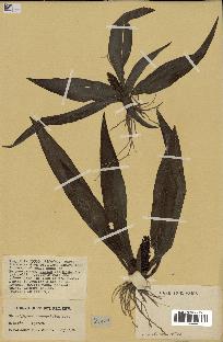 spécimen de Chlorophytum stenopetalum