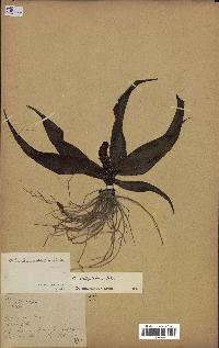 spécimen de Chlorophytum stenopetalum