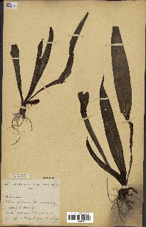 spécimen de Chlorophytum stenopetalum