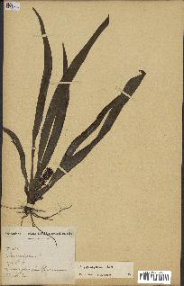 spécimen de Chlorophytum stenopetalum