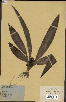 spécimen de Chlorophytum stenopetalum