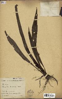 spécimen de Chlorophytum stenopetalum
