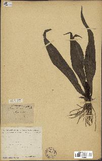spécimen de Chlorophytum stenopetalum