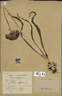 spécimen de Allium nigrum