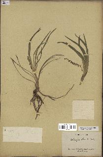 spécimen de Ophiopogon longifolius