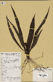 spécimen de Chlorophytum macrophyllum