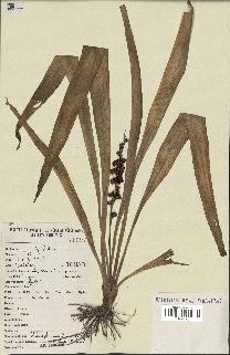 spécimen de Chlorophytum macrophyllum