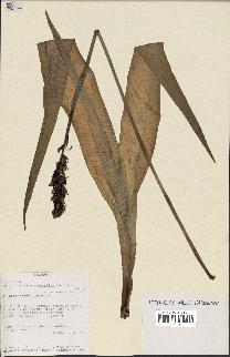 spécimen de Chlorophytum macrophyllum