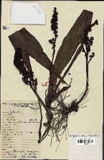 spécimen de Chlorophytum macrophyllum