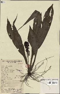 spécimen de Chlorophytum macrophyllum