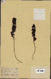 spécimen de Chlorophytum macrophyllum