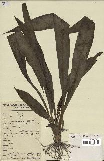 spécimen de Chlorophytum macrophyllum