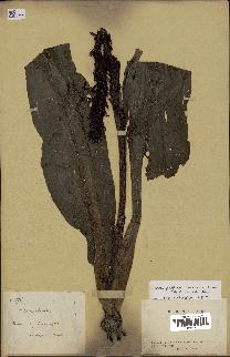 spécimen de Chlorophytum macrophyllum