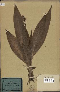 spécimen de Chlorophytum macrophyllum