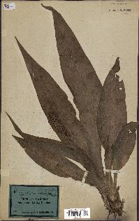 spécimen de Chlorophytum macrophyllum