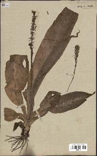 spécimen de Chlorophytum macrophyllum