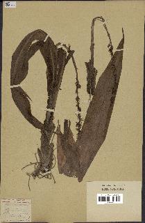 spécimen de Chlorophytum macrophyllum