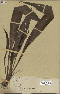 spécimen de Chlorophytum macrophyllum