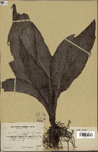 spécimen de Chlorophytum macrophyllum
