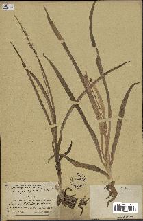spécimen de Chlorophytum macrophyllum