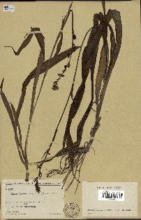 spécimen de Chlorophytum macrophyllum