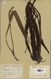 spécimen de Chlorophytum macrophyllum