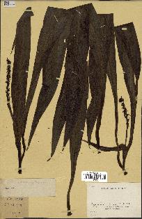 spécimen de Chlorophytum macrophyllum