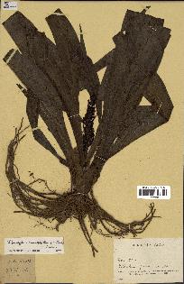 spécimen de Chlorophytum macrophyllum