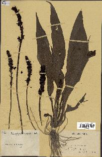 spécimen de Chlorophytum macrophyllum