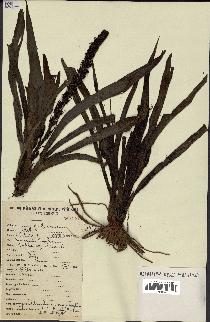 spécimen de Chlorophytum macrophyllum