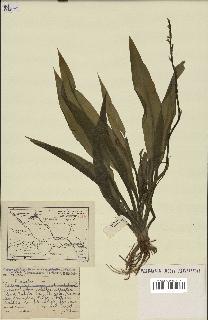 spécimen de Chlorophytum macrophyllum