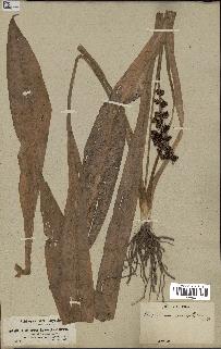 spécimen de Chlorophytum macrophyllum