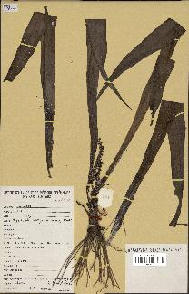 spécimen de Chlorophytum macrophyllum