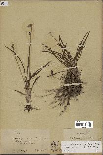 spécimen de Chlorophytum cameronii