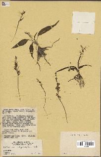 spécimen de Chlorophytum subpetiolatum