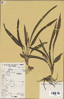 spécimen de Chlorophytum subpetiolatum
