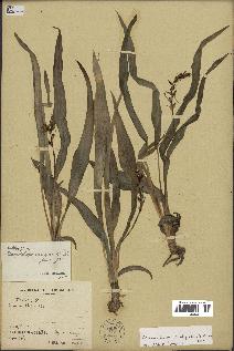 spécimen de Chlorophytum subpetiolatum