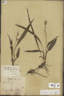 spécimen de Chlorophytum subpetiolatum