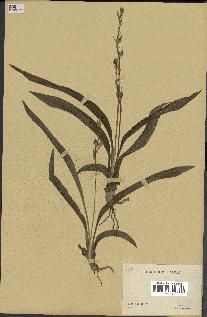 spécimen de Chlorophytum subpetiolatum