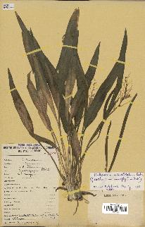 spécimen de Chlorophytum subpetiolatum
