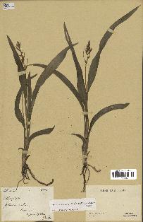 spécimen de Chlorophytum subpetiolatum