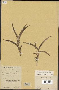 spécimen de Chlorophytum subpetiolatum