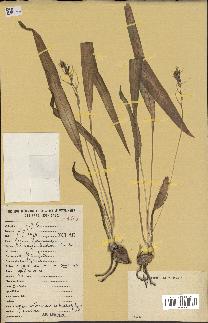 spécimen de Chlorophytum subpetiolatum