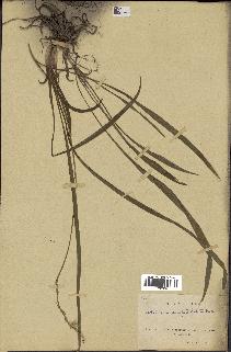 spécimen de Chlorophytum subpetiolatum