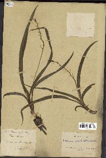 spécimen de Chlorophytum subpetiolatum