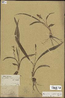 spécimen de Chlorophytum subpetiolatum