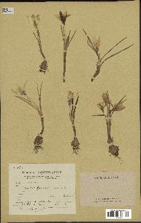 spécimen de Crocus hyemalis