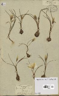 spécimen de Crocus hyemalis